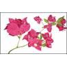 Bougainvillier blanc