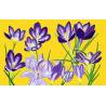 crocus jaune