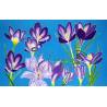 crocus bleu