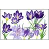 crocus blanc
