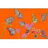 papillon orange
