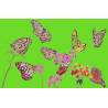 papillon vert