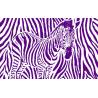 zèbre violet