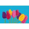 tulipe bleue