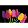 tulipe noire