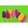 tulipe verte
