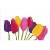 tulipe blanc