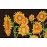 Tournesol marron