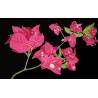 Bougainvillier noir